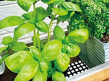 野菜高騰中の今、野菜作りを楽しむ人急増中『プランター菜園』で大収穫!