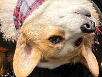 お散歩に疲れちゃったコーギー犬、甘えん坊モードで抱っこされる姿が「かわいすぎる」「脱力感が出ている」と話題に!