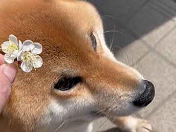 頭飾りを断固拒否する柴犬!かわいい梅の花を頭の上に乗せようとすると、即座にかわす姿に「かわいい」の声