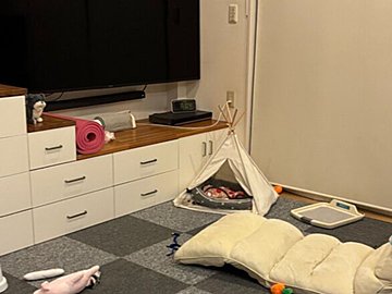 「いぬ見つけたら今日1日ハッピーになれます」見つけた瞬間ホッコリ!マルチーズのかくれんぼに8.6万件のいいね