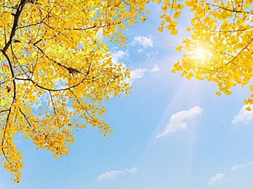 鶏肉を食べると来年の金運を先取りできる!?11月の金運アップ風水【Dr.コパの風水解説】