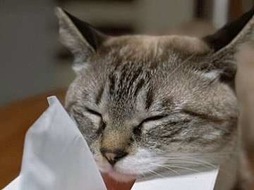 「誰かティッシュを取る方法を教えてください」猫のあるあるに2.8万人が反応!コメントで大喜利大会が始まる