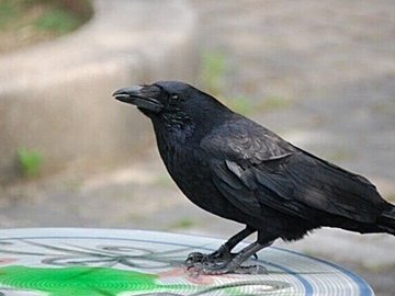 倒れたカラスがおじいさんの言葉で驚きの変わり身の早さ「あまりにも物語」な光景に15万いいね