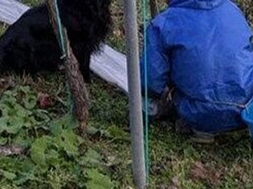 働き者のフラットコーテッド・レトリバーに犬嫌いだったご近所さんも感心。すっかり仲良くなった2人に「ホッコリ」の声