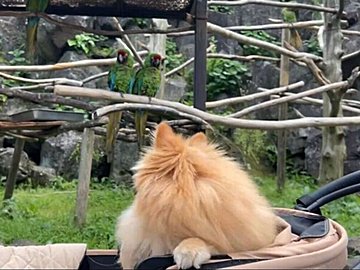 見慣れない鳥に思わず三度見!分かりやすく驚く愛犬の様子に「美しい三度見」「かわいすぎて泣けます」の声