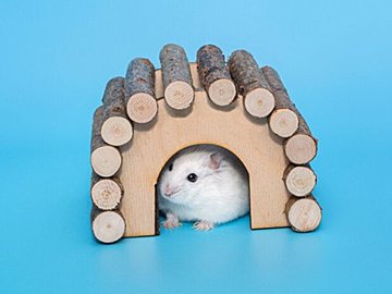 ペットのハムスターがあるものにそっくりと16.4万件のいいね!思わず間違えて食べてしまいそうなそのものとは