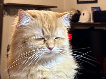 にゃんこがまるで、ほろ酔いのOL!?「強めの一杯ちょうだい」と聞こえてきそうな写真に8.6万件のいいね