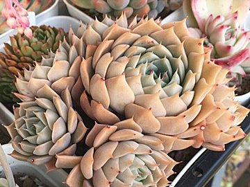 【多肉植物】いよいよシーズン入り!多肉デビューで手に入れたいおすすめの品種3選