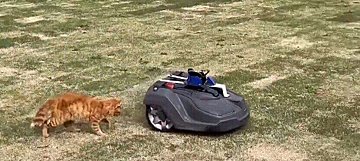 通報「猫と草刈り機が戦っている」その攻防戦に16.1万超の「いいね」が集まる!