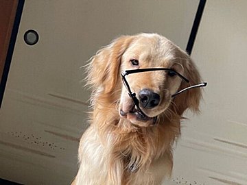 してやったり顔の愛犬!家族の私物を咥える姿に、振り返った飼い主から「おわった」の声が漏れる