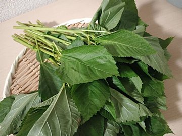 やらなきゃもったいない!美肌にうれしい旬のモロヘイヤで簡単にできる副菜を野菜ソムリエが解説