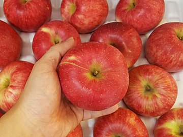 野菜のプロが解説!りんごをスーパーで買うときにおいしいものを見分けるコツとは?
