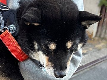 以前は犬用カートの必要性を感じていなかった飼い主。”拒否柴発動”を目の当たりにして心境の変化が!11万件のいいねと「すごく幸せそう」の声