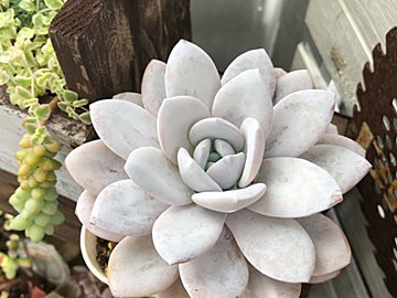 【多肉植物】水やりサボってもいいってホント!?衝撃のビフォーアフターをご紹介