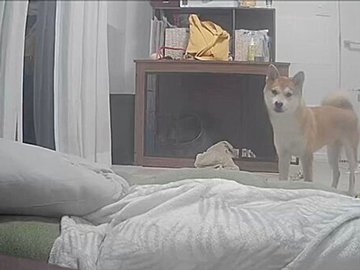 ペットカメラから出張中の飼い主の声が!うれしさのあまり、全力で喜びの舞をする柴犬に4.7万人が魅了される