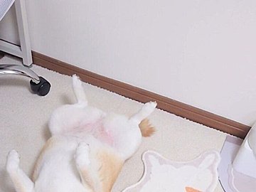 「完全一致」「完全再現」床の上で寝転がる柴犬の格好が、隣に並んだラグと同じで「分身の術みたい!」