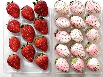 【ふるさと納税】食いしん坊家族も大満足!申し込んでよかった産地直送ご当地グルメ返礼品3選