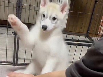 生後2カ月のシベリアンハスキーにお手をさせたら「おて?」になっちゃった!3.7万件のいいねと「かわいすぎて反則」の声集まる