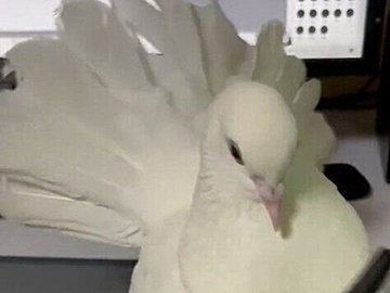 「かんべんして~」絵を描く飼い主をジャマする鳩、手にかみつくのにはかわいい理由があった