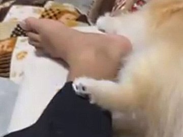 ポメラニアン VS. 飼い主!突然の足バトル開幕に1.2万人が勝負のゆくえを見守る。かわいすぎる結末に注目