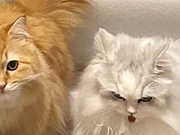 「そっちでいいんだな?」と飼い主困惑?!プレゼントにキャットワターよりもダンボールを選んだにゃんこに7.8万件のいいね