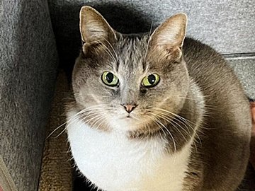 にゃんこvs飼い主の攻防戦!あたたかいパネルヒーターを静かに取り合う姿に6.1万人がほっこり