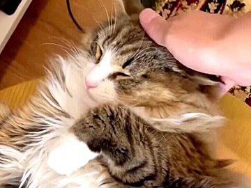 “ネコなのに豹変”!?飼い主になでられるネコが「最高〜」から「許さん!」に一変する瞬間を捉えた動画が話題に
