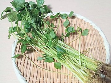 【旬食材】じつは1種類じゃない!おいしい「三つ葉」の見分けかたを種類ごとに野菜ソムリエが解説