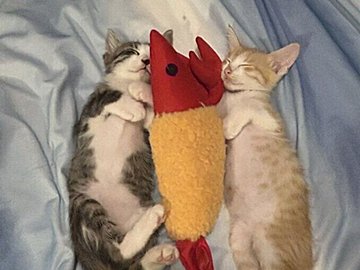 「大きくなったね」元保護猫の2枚の写真を見比べた飼い主。しみじみ感じる成長の裏には、家族にしかわからない困難があった