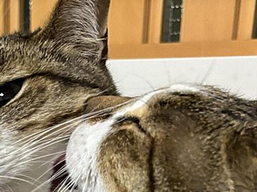 きょうだい猫が仲良しすぎて「いくら見ていても飽きない」無限の”癒やし”と”かわいい”に胸キュン必至