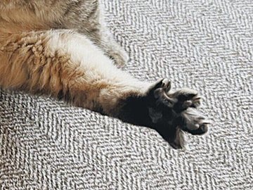 「いいねせずにはいられない」芸術点が高すぎる猫。毛づくろいに夢中になって、背中はまん丸、足はピーン!