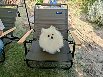 まるでトリックアート!イスに座っているようにしか見えないポメラニアン、実は地面に足を着けて立っていた!?「かわいすぎる」の声と6.4万件のいいね