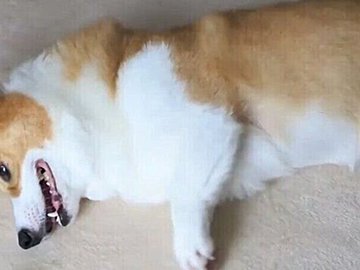 鼻の先にあるおもちゃを、脚で必死に取ろうと頑張るコーギーが可愛すぎると話題に!健気な姿に2.5万件のいいね