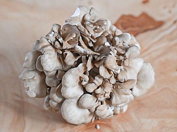 【旬食材】旨味たっぷりの「まいたけ」を毎日食べよう!「まいたけ」が主役の副菜・汁物・主食レシピ3選