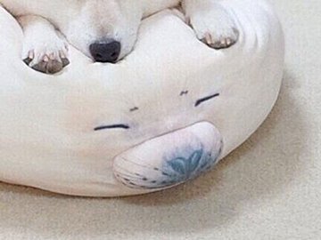 ふかふかに目がない柴犬。眠る姿がアザラシのクッションにそっくり!と16万件以上のいいね集まる