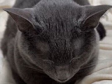 うたた寝する猫に8.7万いいね「最後まで見て笑わない人すごい」オチが分かっていてもかわいさは想像以上!