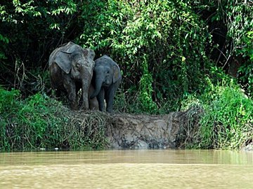 わたしたちの豊かな暮らしの裏で犠牲になっている、 森と生き物の問題に向き合っていく