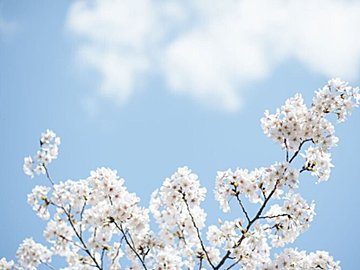 光化学スモッグって今もあるの?どんな日に注意すればいい⁇気象予報士が解説