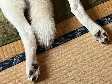 コタツを愛してやまないシベリアン・ハスキー!あまりの満喫っぷりに「もうシベリアには帰れない」!?4.6万件のいいねと「故郷忘れているw」の声