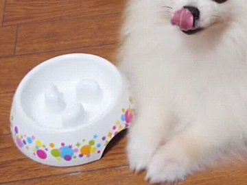 ごはんを食べ終えたポメラニアン「もうちょっとくださいな!」かわいすぎるおかわりアピールに胸キュン