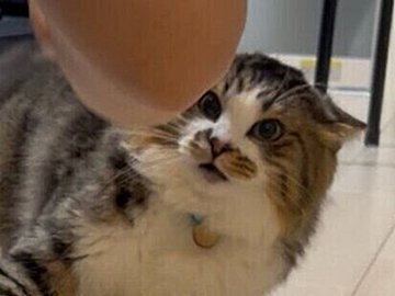 「負けないニャ!」戦闘モードな猫ちゃんとパパさんの熱い戦いに9.4万いいね。原因はまさかの”すね毛”!?
