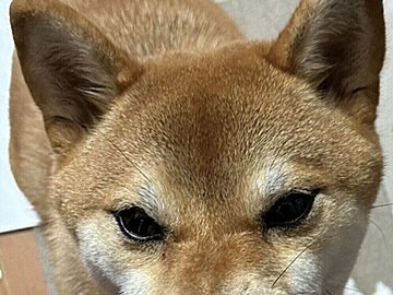 「文字が読めているのでは?」動物病院からの手紙をビリビリに破壊するワンコに17万件のいいね