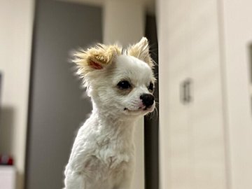 「誰か助けて~」愛犬の毛を自宅でカットし、後悔する飼い主さんの叫びに「かわいいから大丈夫」励ましの声