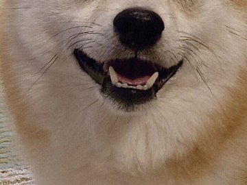 ピカピカの笑顔としかめっ面のギャップにキュンキュン!愛嬌たっぷりな柴犬の表情がどんなときもかわいい