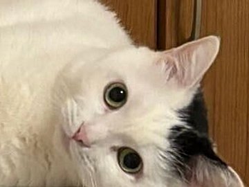 棚の上にいる猫の写真……のはずが→「脳がバグる」「重力どうした?」とスマホを回転させる人続出!20万人が騒然