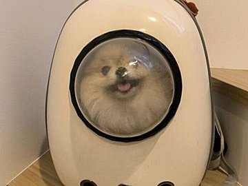 ワクワク顔のポメラニアン「楽しいおでかけだと思ったのかも!」帰宅後に見せた表情の落差に8.3万人がクスッ