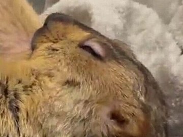 マーモットの伸びをするしぐさが悶絶級のかわいらしさ。「ふわっふわ」な姿に魅了される人が大量発生中!