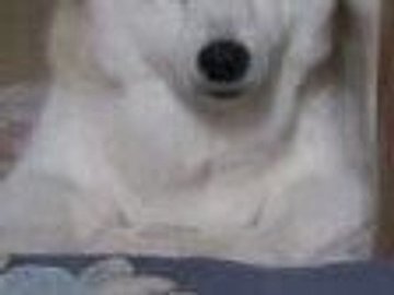 暗やみで「虚無」になる柴犬に9.3万いいね!母の不在中、おじいちゃんおばあちゃんの消灯時間が早すぎた