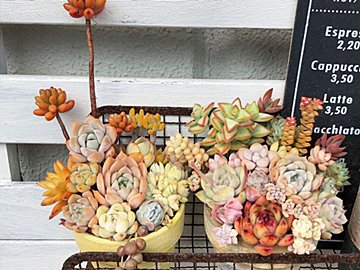 【多肉植物】狭くてもできる!団地や賃貸のベランダで楽しむ多肉植物ガーデニングアイデア