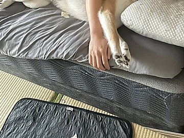 「助けて~」と声が聞こえてきそう!?起きない飼い主に抱きかかえられ、パパの出勤を見送る柴犬の表情に笑う人続出